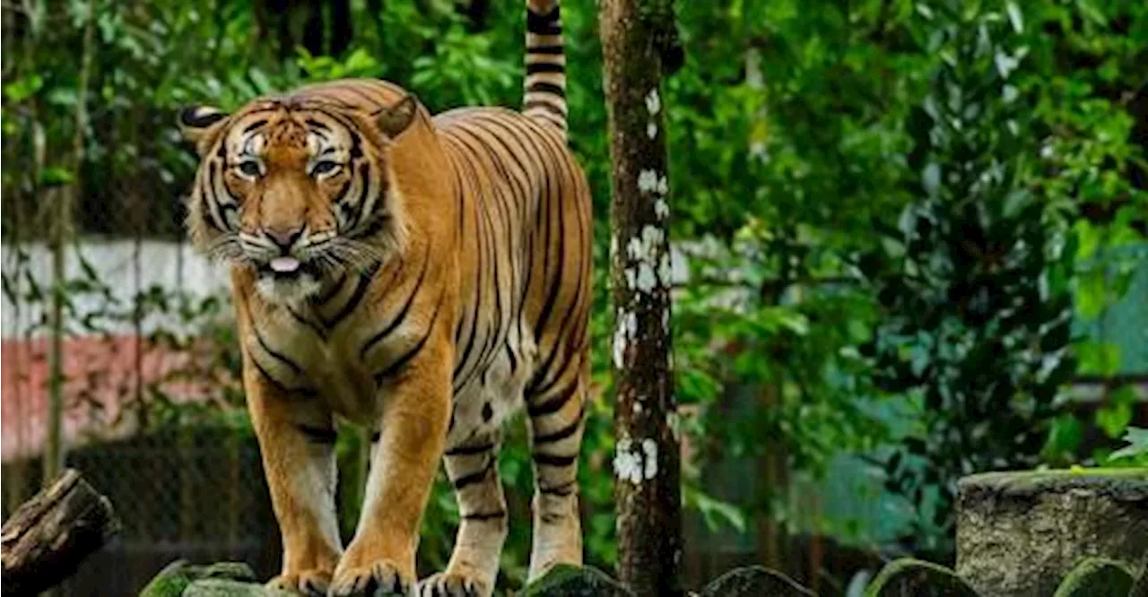 Malayan Tiger Crisis Action Plan to address population crisis