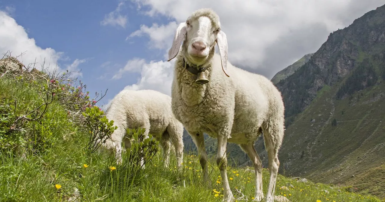 Nach Anzeige des Tierschutzvereins gegen Schafbauer: Totschnig ist „fassungslos“