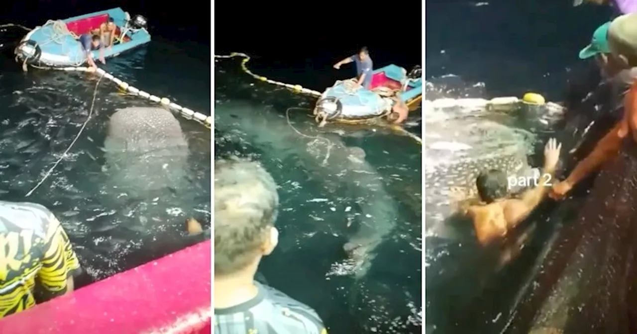 Kuala Terengganu Fishermen Jump into Sea to Help Release Massive Whale Shark Caught in Fishing Net