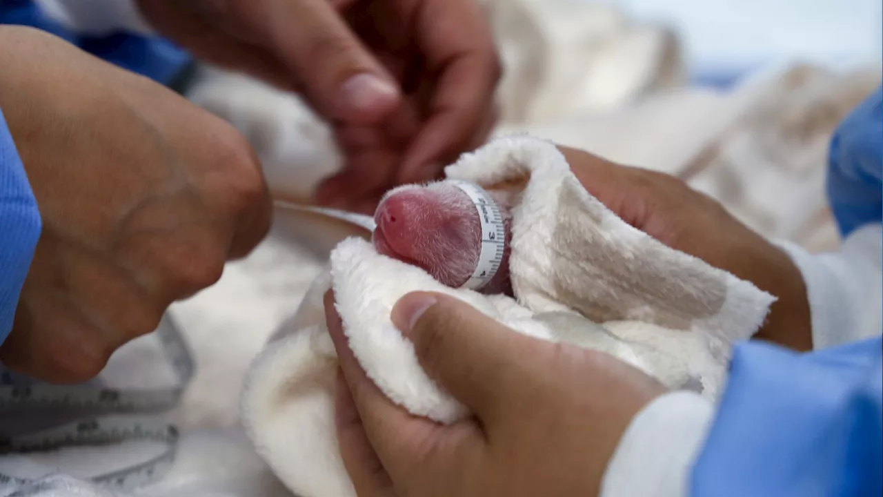 The twins are here! A second set of giant panda cubs has been born in Berlin