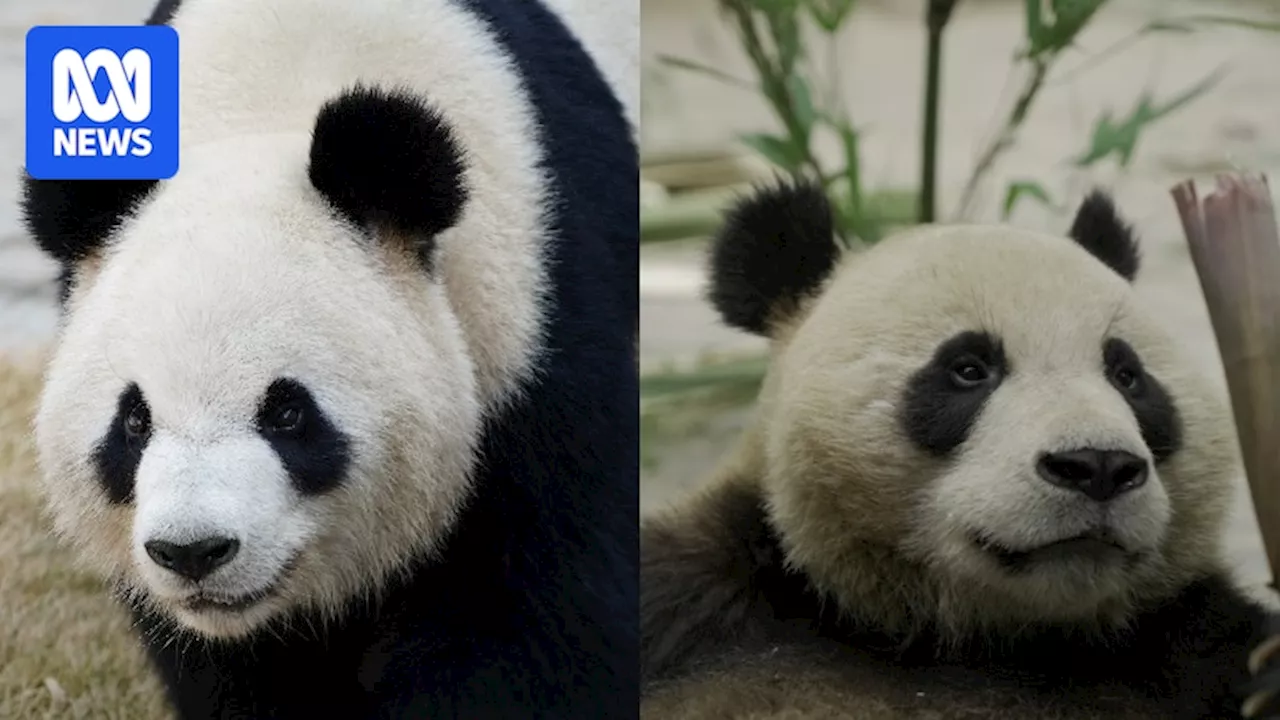 New giant panda pair Xing Qiu and Yi Lan revealed as Adelaide Zoo farewells Wang Wang and Fu Ni