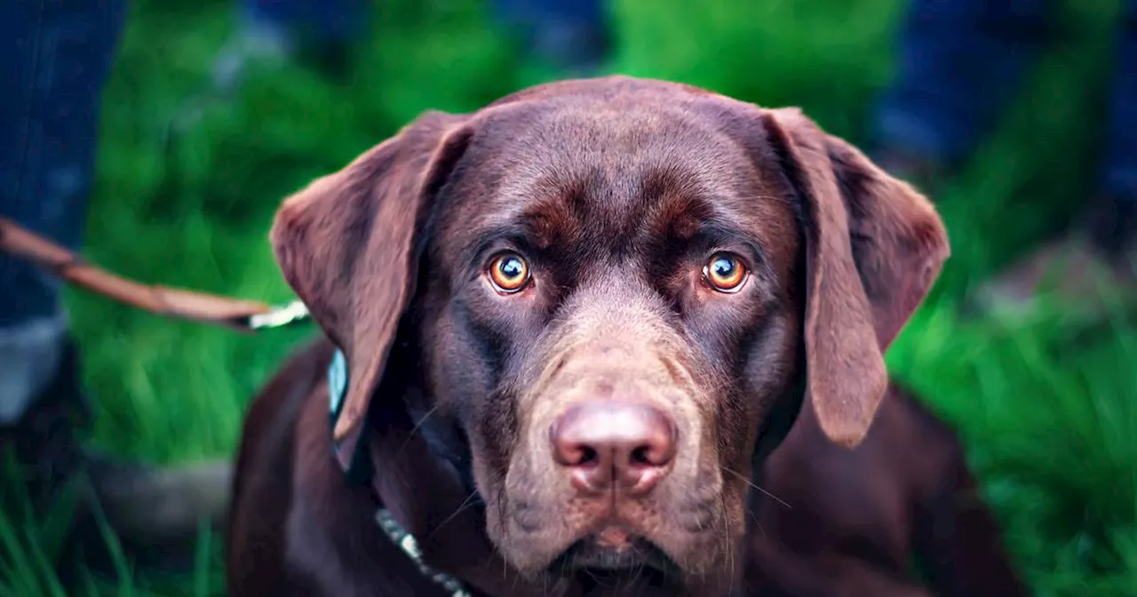 Miss Manners: How do I tell people I don’t want to pet their dog?