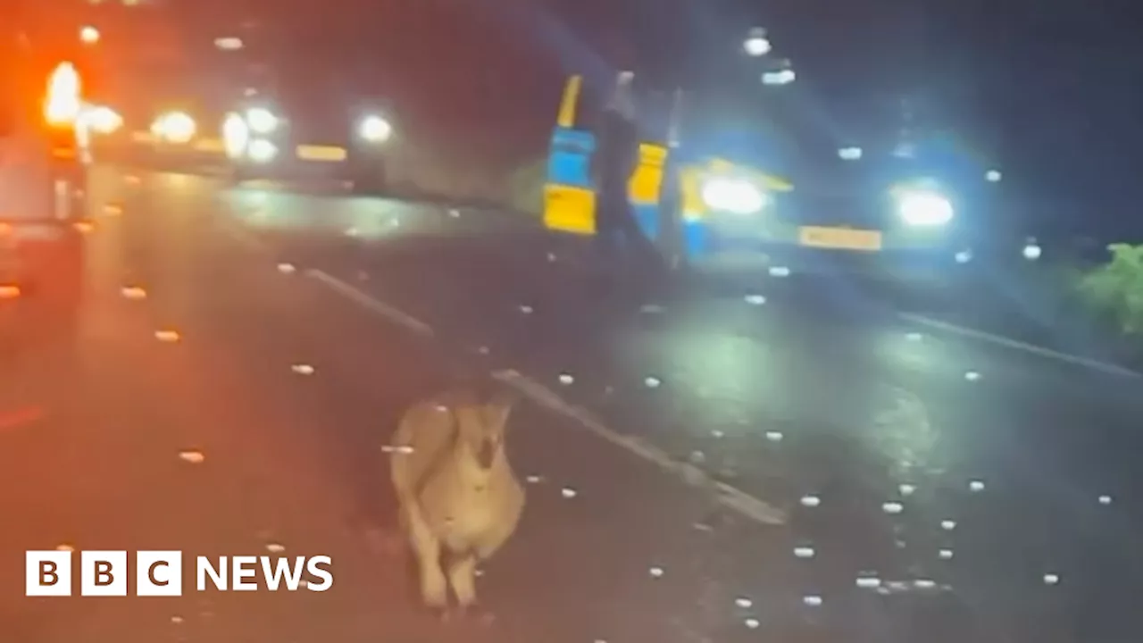 Wallaby spotted on Cornwall roads dies after being hit by vehicle