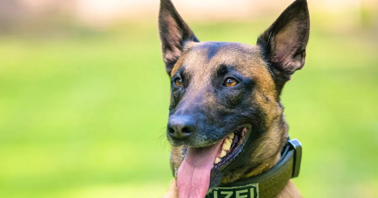 Polizeihund beisst zwei Monate altes Baby bei Hochzeit