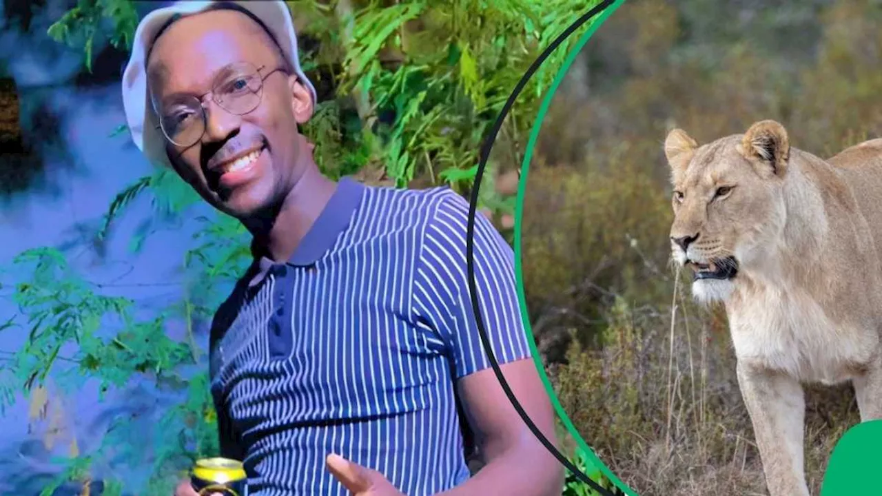 “This Is How People in America Think of South Africa”: Mzansi Reacts to Lion Roaming Streets