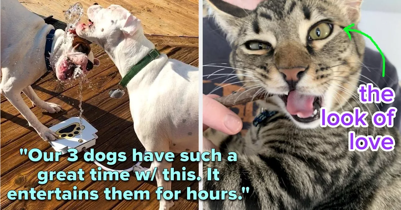 27 Things Your Pet Will Thank You For