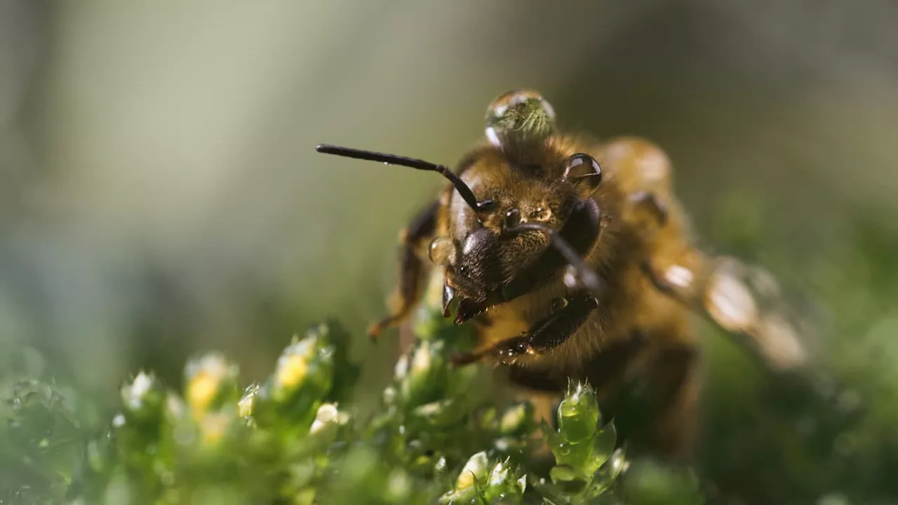 Telling a single bee’s story in a creative new way