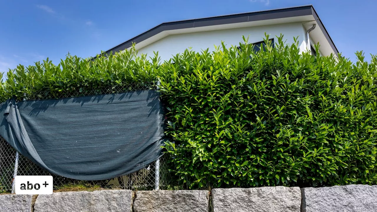 Da ragt ein Ast auf unsere Parzelle: Warum sich zwei Aargauer Nachbarn seit neun Jahren um eine Hecke streiten