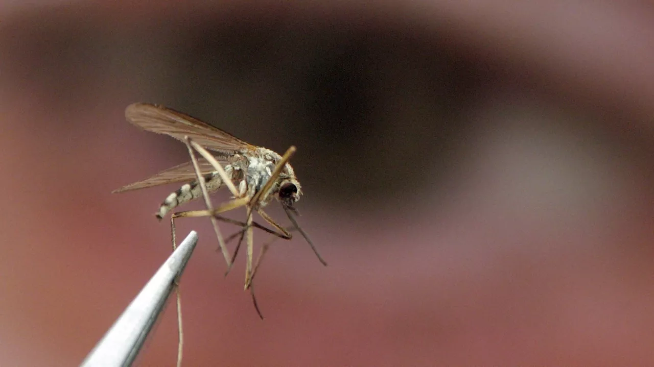 A rare but deadly mosquito virus infection has Massachusetts towns urging vigilance