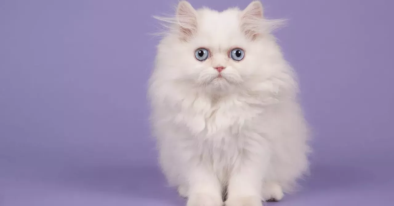 Experts share whether your cat really misses you when you leave the house