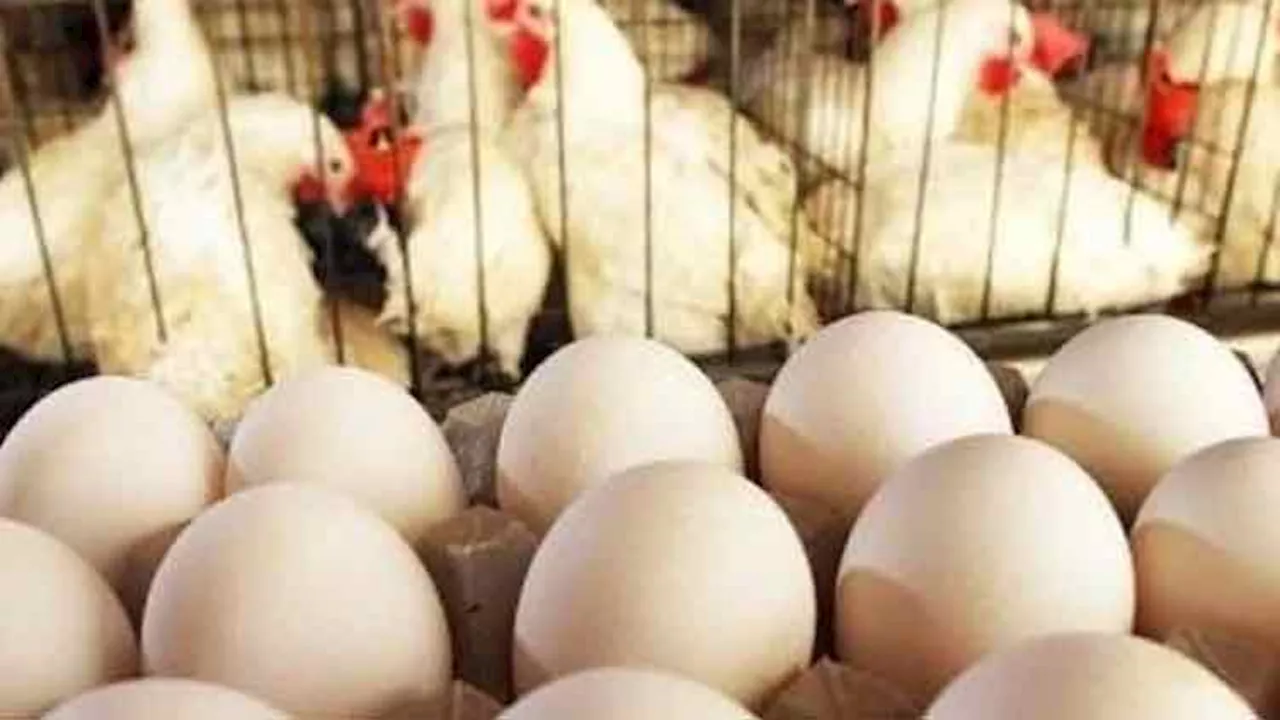 First shipment of Chinese white broiler eggs arrives in Pakistan