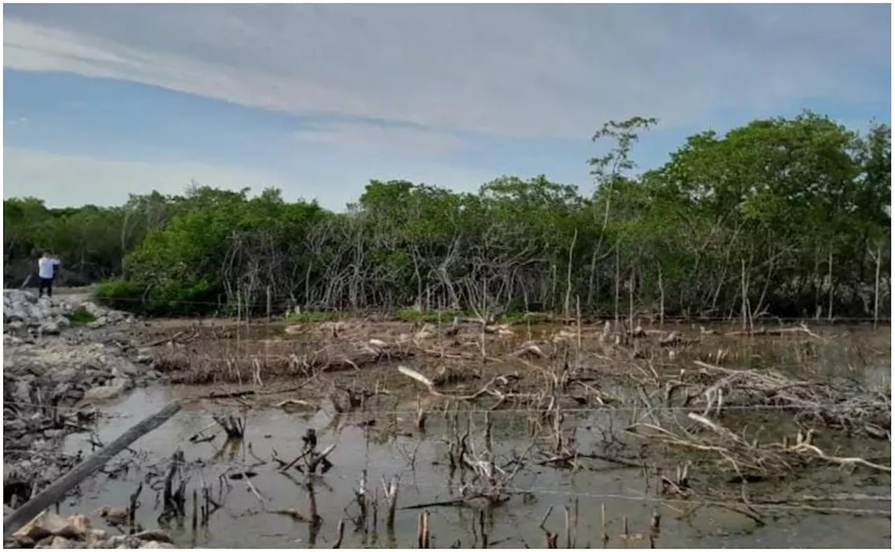 Profepa clausura zona donde se rellenaron humedales y se taló vegetación del manglar en Yucatán