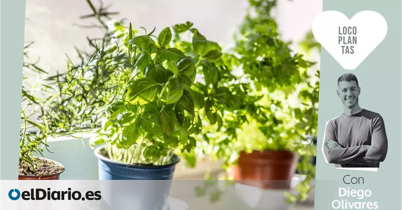 ¿Qué plantas resistentes al sol y que necesiten poca agua puedo poner en las ventanas?