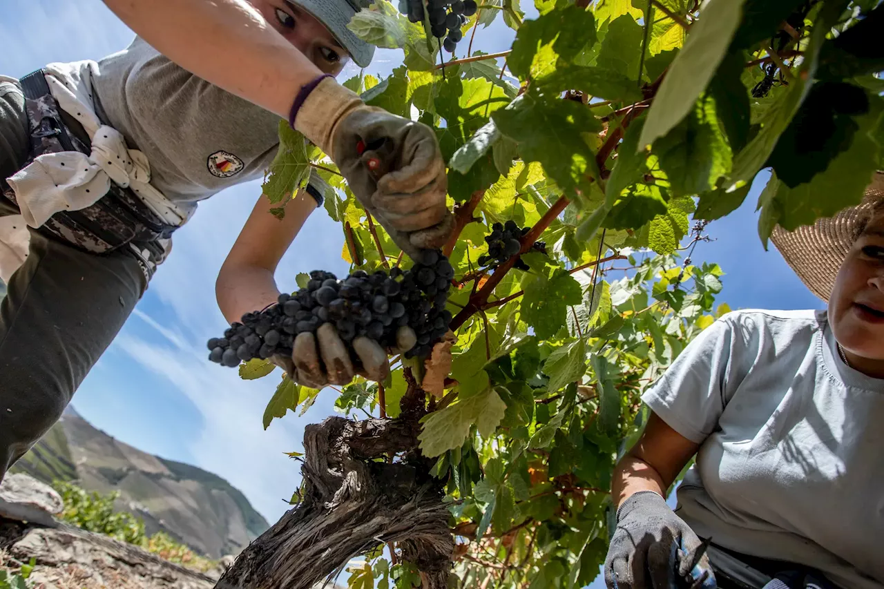 Vinho. Apoios preparam vindimas em tempo de crise