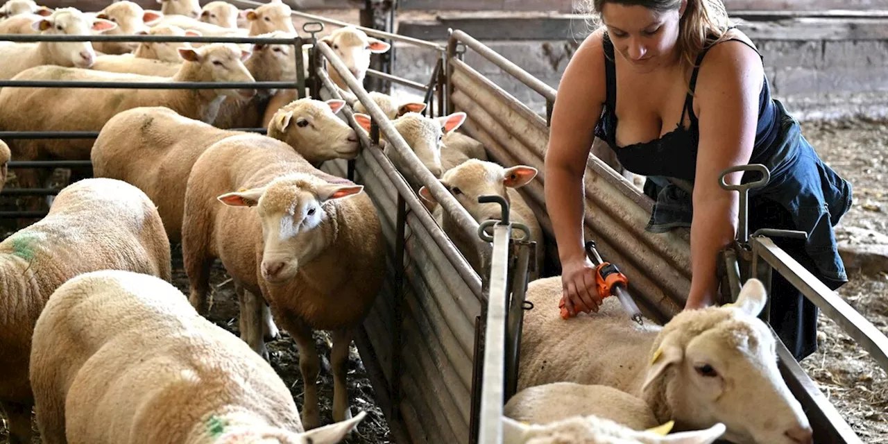 Tierseuchen: Blauzungenkrankheit - Virus-Tsunami trifft Schafe und Rinder