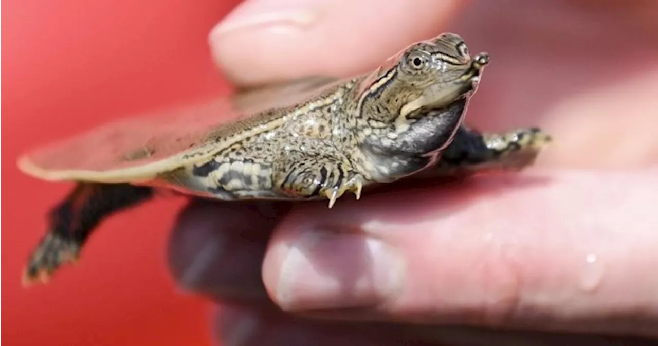 Zoo releases dozens of baby turtles back into Quebec river