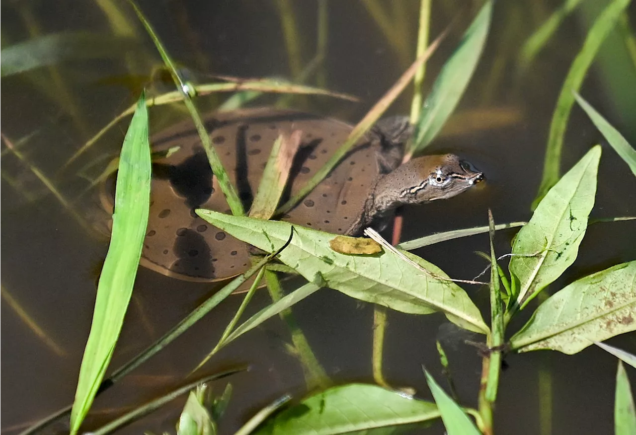 Dozens of baby turtles set free in Quebec river as part of zoo project to protect endangered species