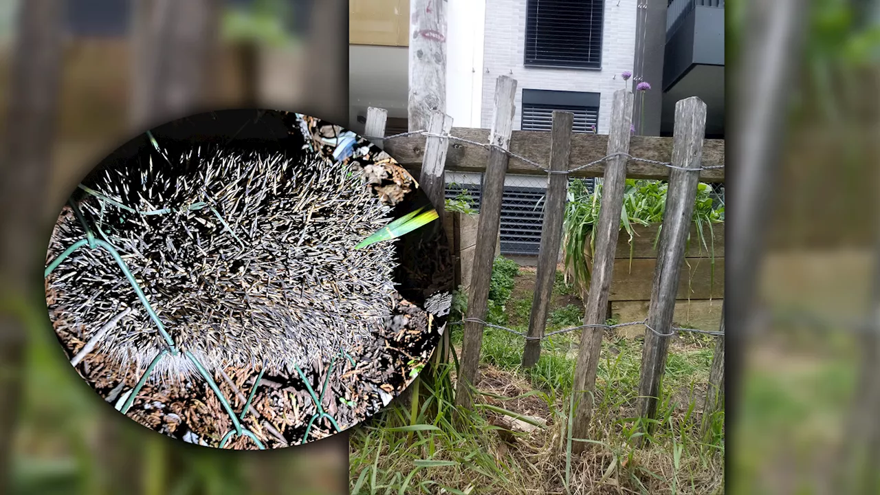 Tiere in der Großstadt - Warum ein Loch im Gartenzaun Leben retten kann