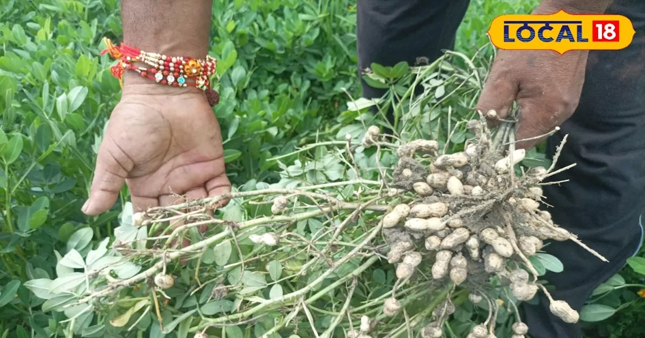 किसान इस फसल की कर लें खेती, कम पैसे में होती है छप्पर फाड़ कमाई, जानें टेक्निक