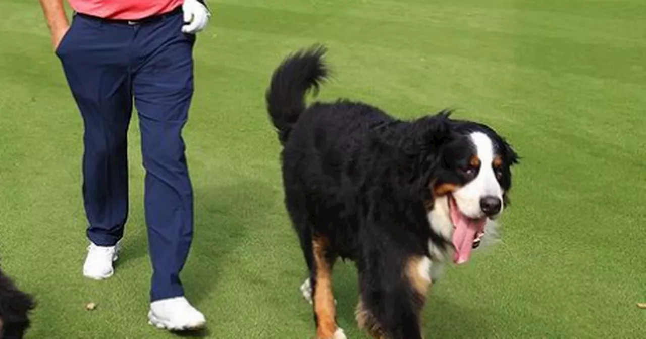 Sad day' for Padraig Harrington and family as pet dog dies