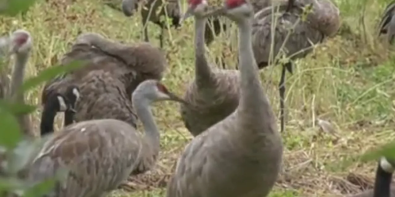 Creamer’s Field gears up for the annual Sandhill Crane Festival