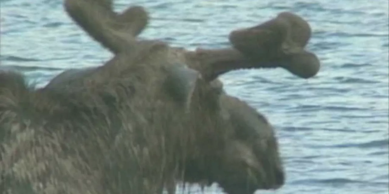 River Report: The outlook for hunters using boats during moose season appears to be safe for now