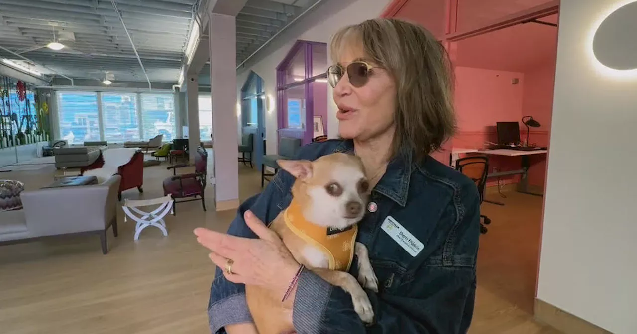 Power problems plague Muttville Senior Dog Rescue in San Francisco