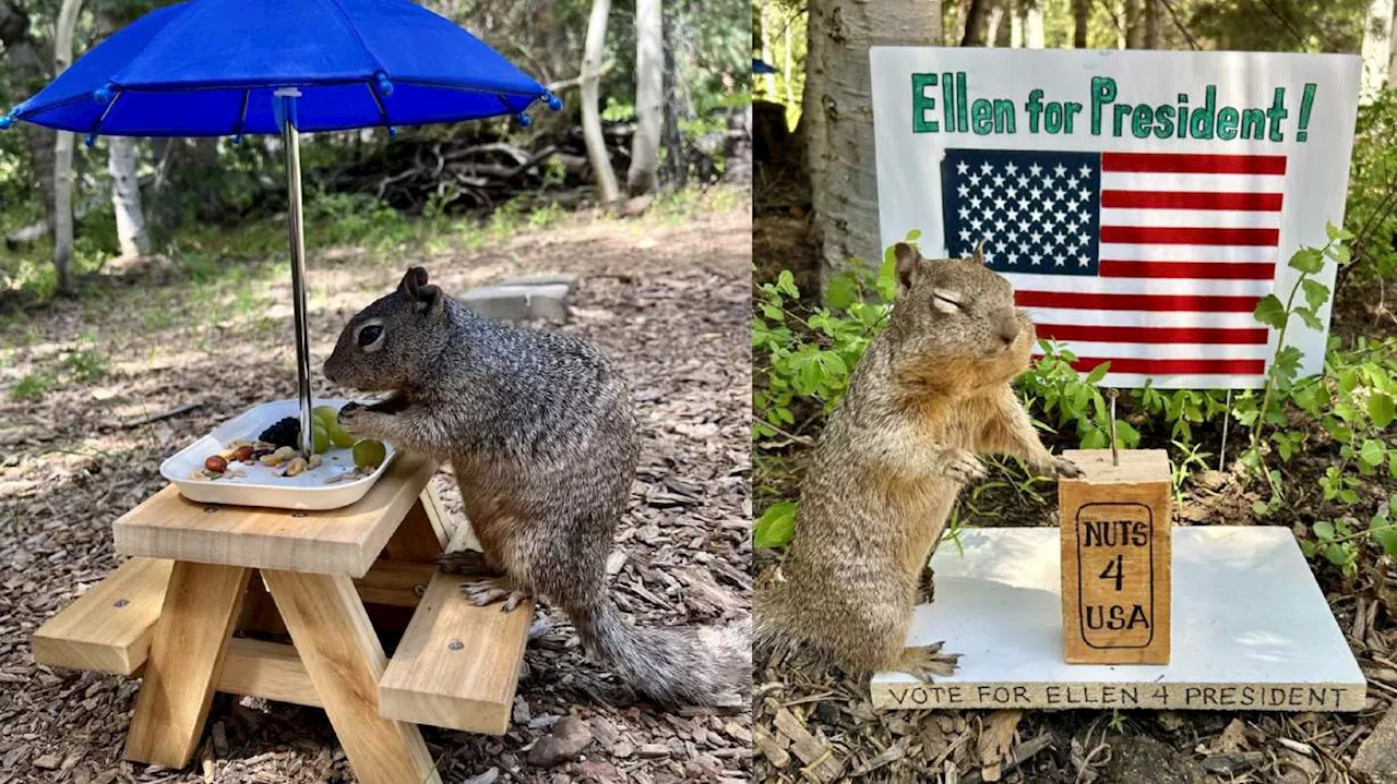 Nutty adventures: This Kolob squirrel may steal your heart — and your snacks