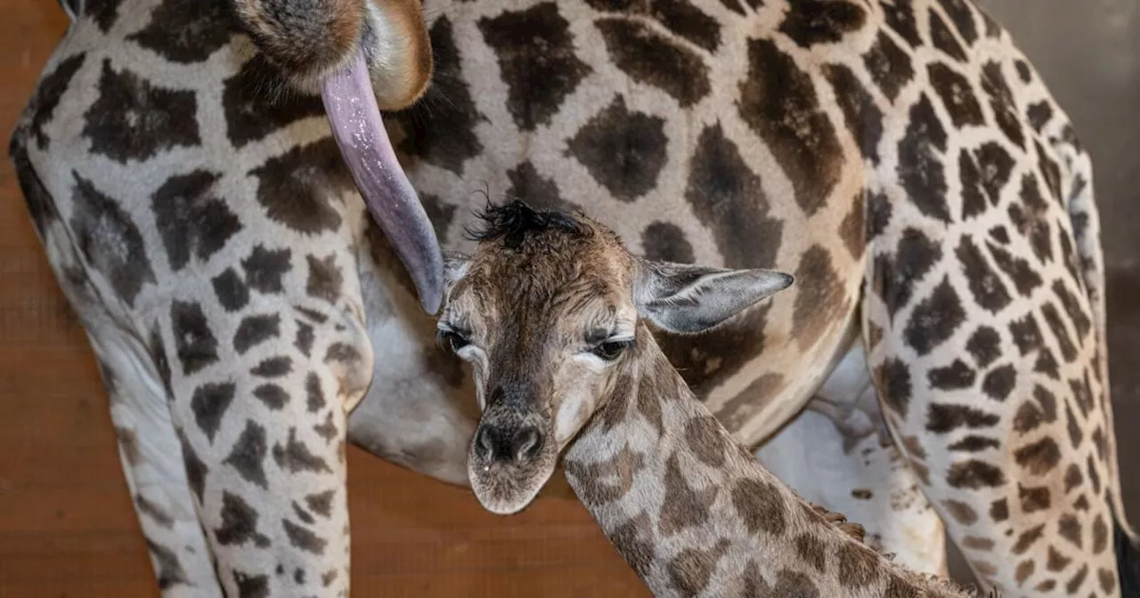 Tierisches Glück im Zoo Schmiding: Giraffen-Dame Samira bringt Bullen zur Welt