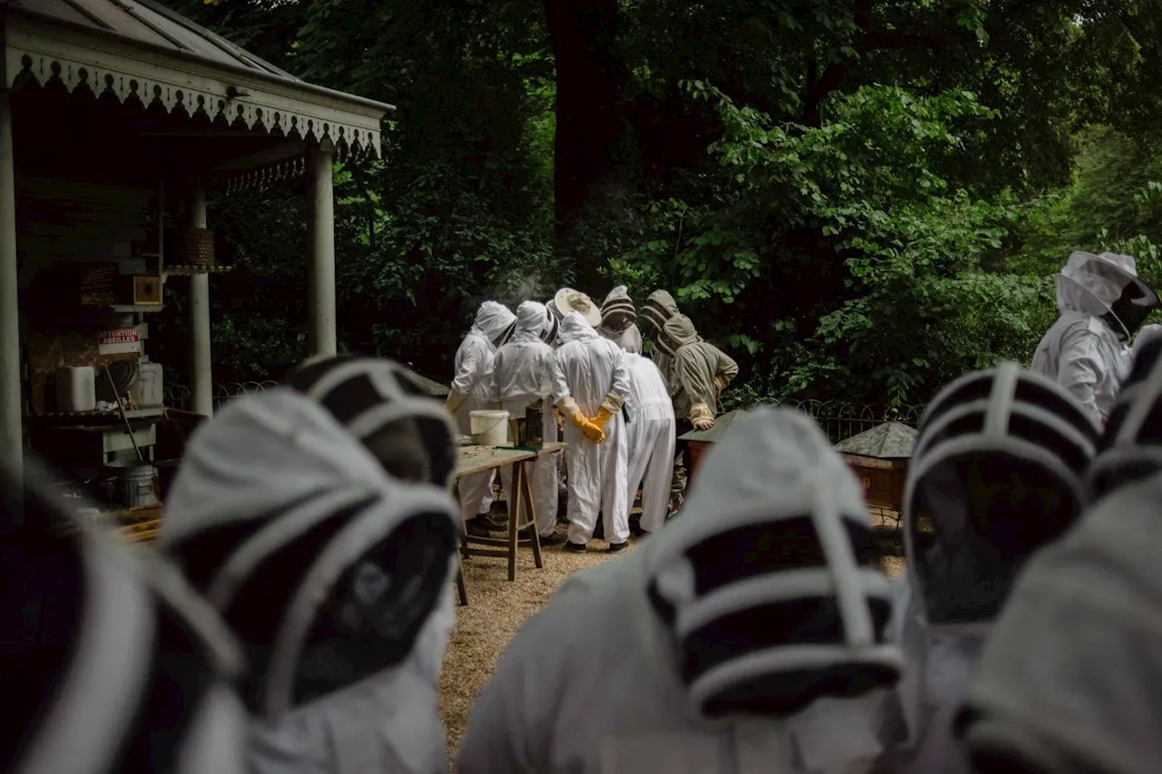 À Paris, la société d’apiculture, centrale depuis près de 170 ans