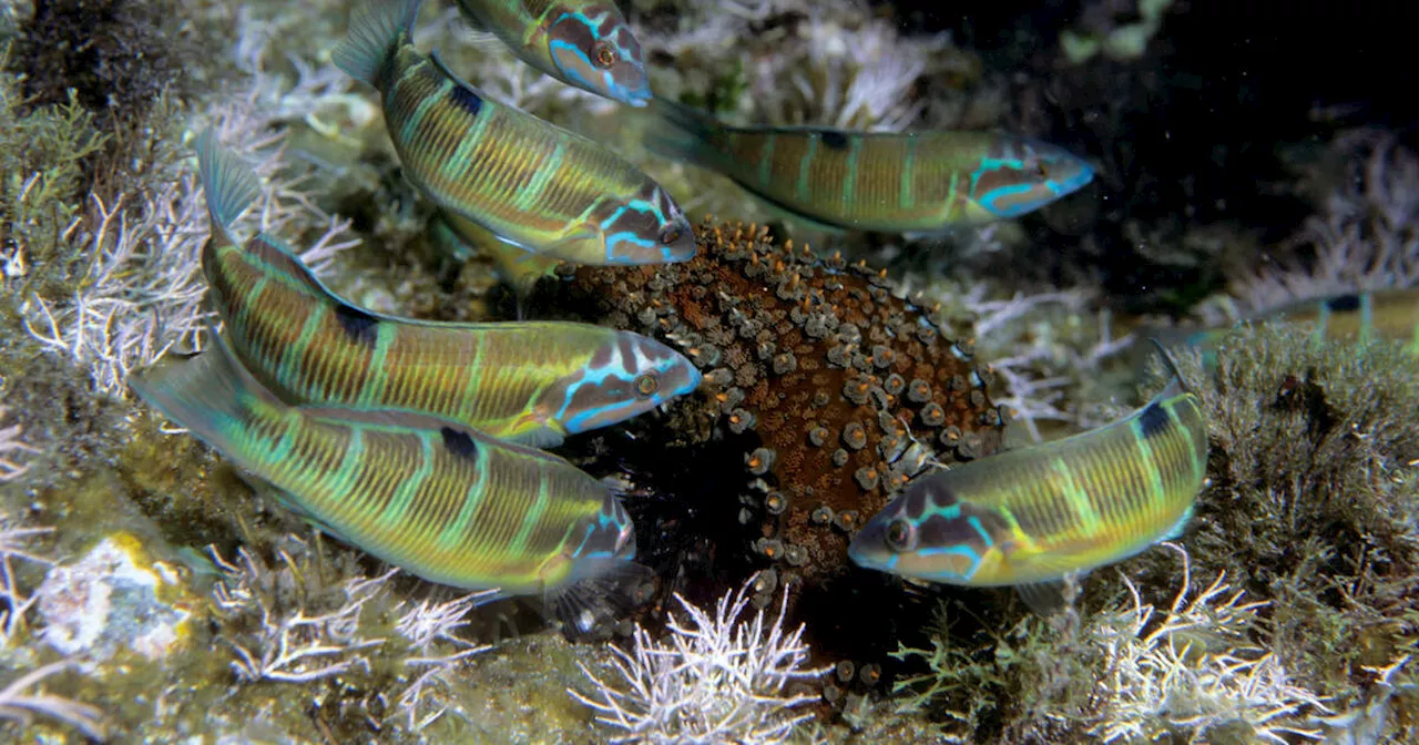 Canicules marines : au large de la Côte d’Azur, les eaux «se tropicalisent»