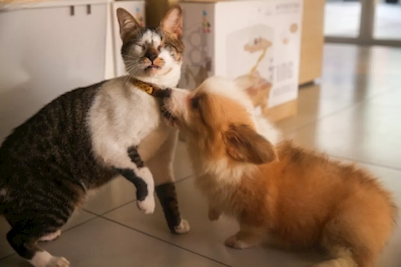 Paw-sitive purr-otection: All you need to know about pet insurance in Malaysia