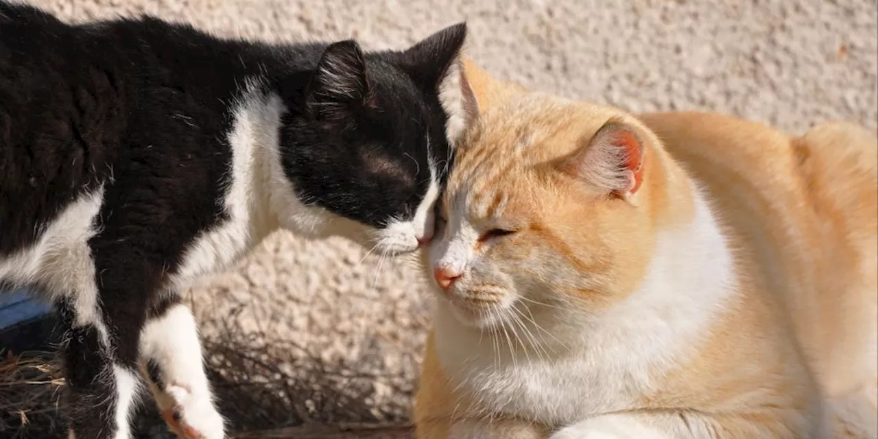 Unterschiede zwischen männlichen und weiblichen Katzen