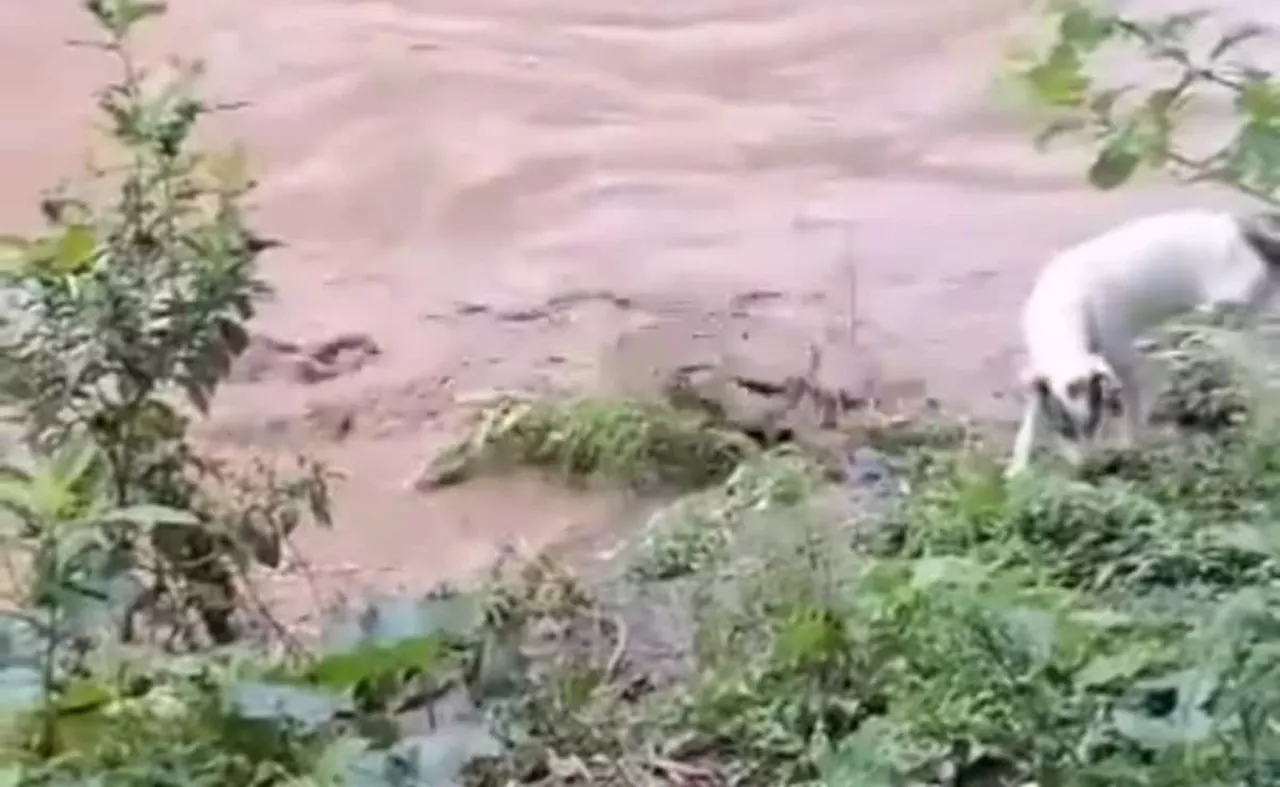 कुत्ता नदी किनारे टहल रहा था, अचानक पानी से निकला मगरमच्छ, कुछ ही सेकंड में उसे ऐसे गायब किया, देखकर निकल जाएगी चीख