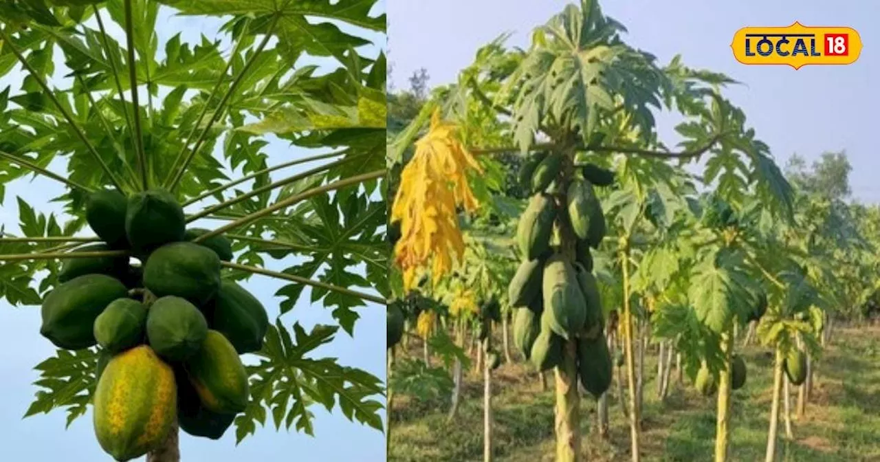 Papaya Farming: बरसात के मौसम में पपीते की फसल का कैसे रखें ध्यान, जानें पूरी बात!