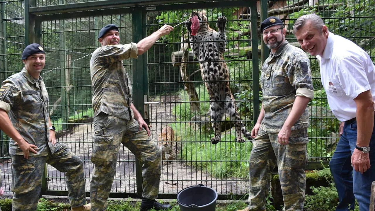 Welser Panzerbataillon 14 unterstützt Leoparden im Haager Tierpark