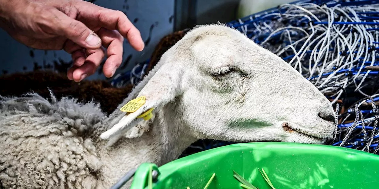 Blauzungenkrankheit breitet sich in Bayern aus: Mehrere Betriebe betroffen