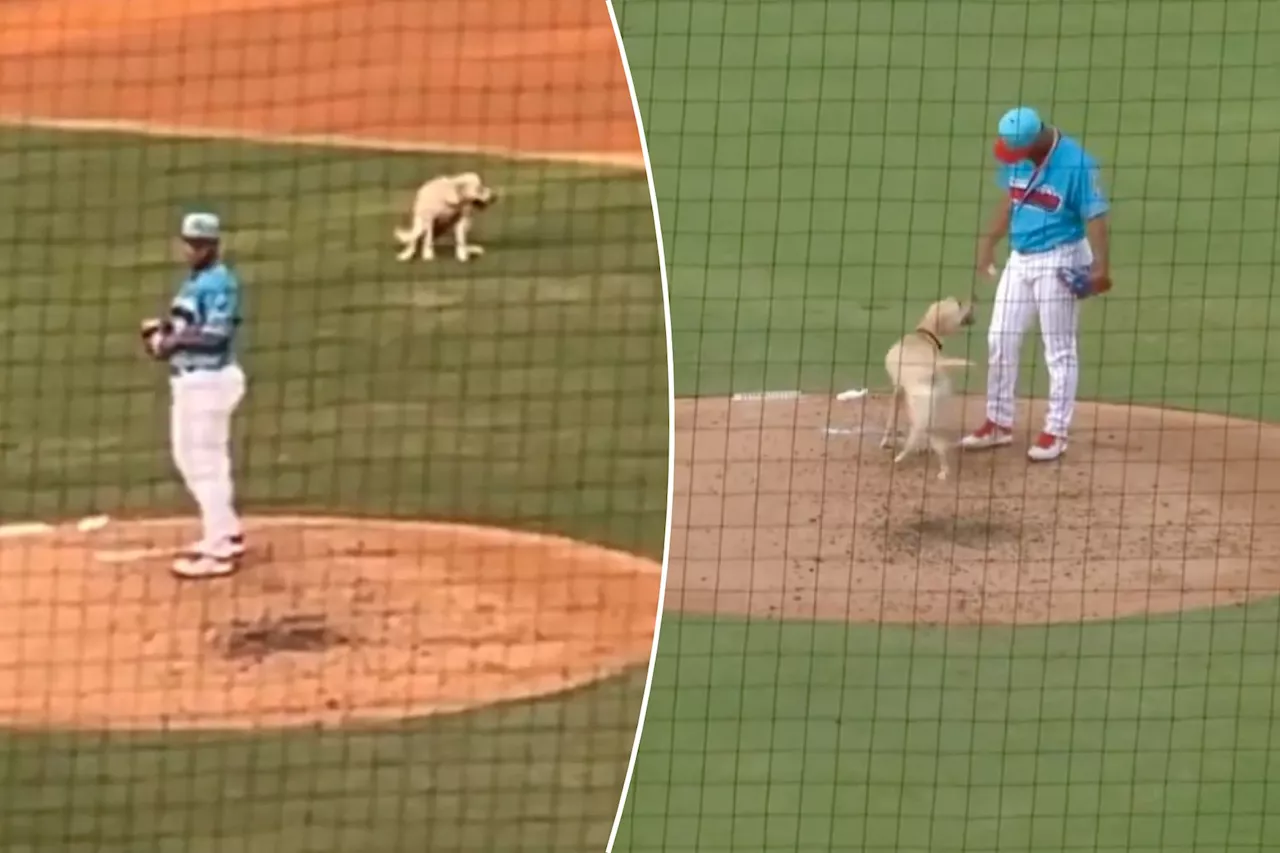 Minor league bat dog does wrong duty, poops on field in hilarious lap around field