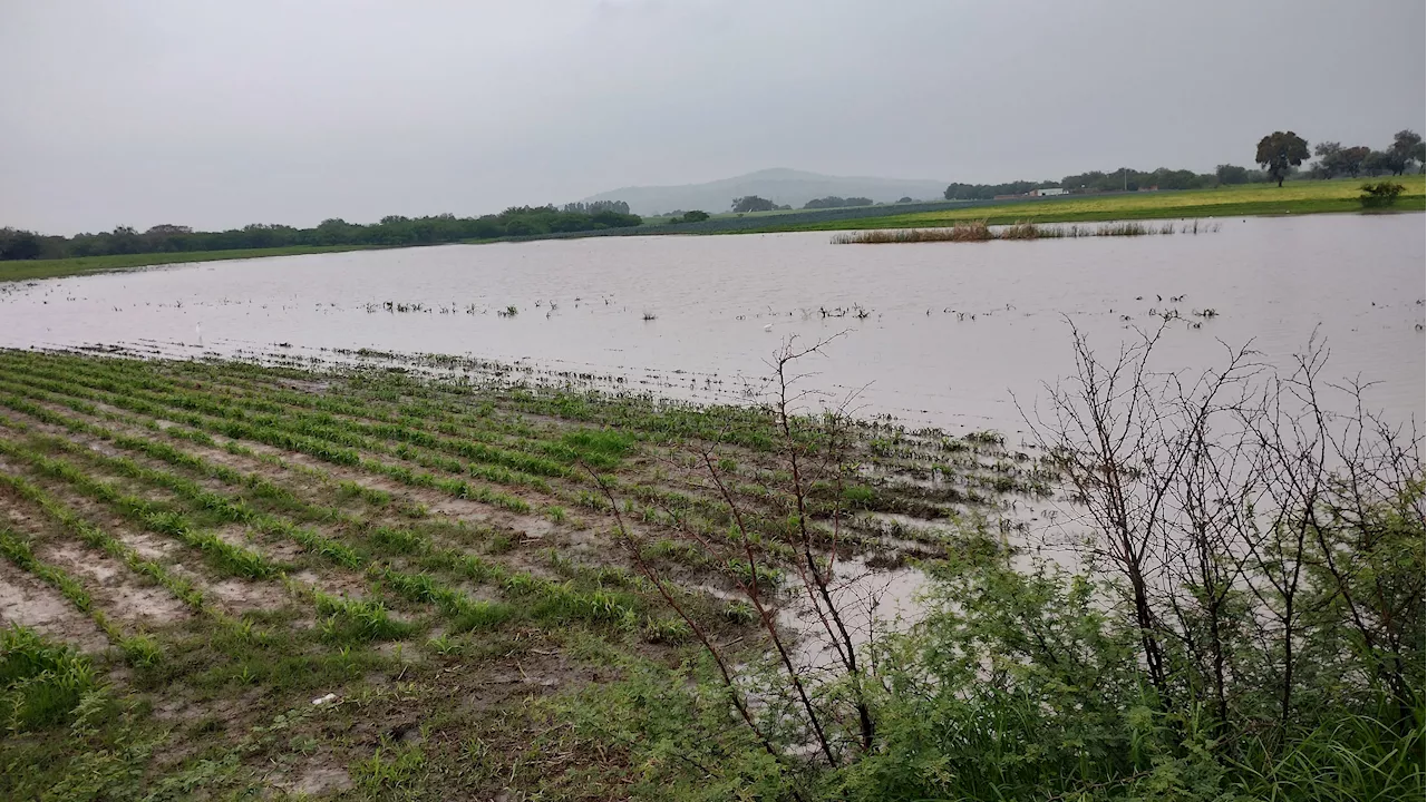 Lluvias dejan decenas de cultivos en Pénjamo bajo el agua; agricultores luchan por salvarlas