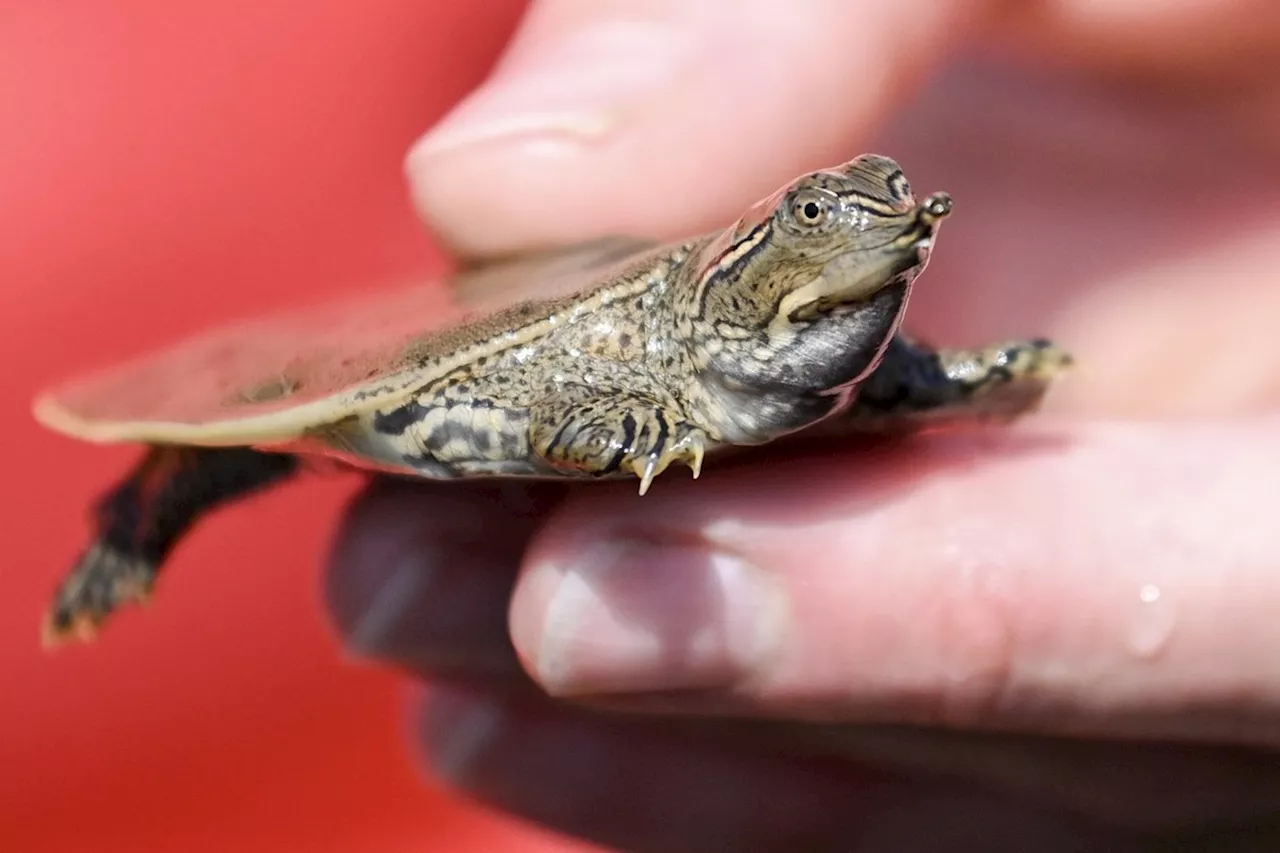 Dozens of baby turtles set free in Quebec river as part of zoo conservation project