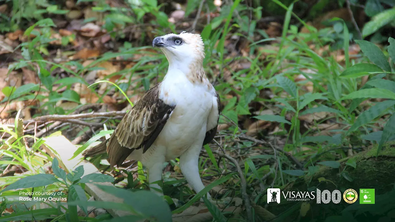 Baybay LGU, CENRO release Pinsker’s hawk-eagle near VSU’s Mt. Pangasugan