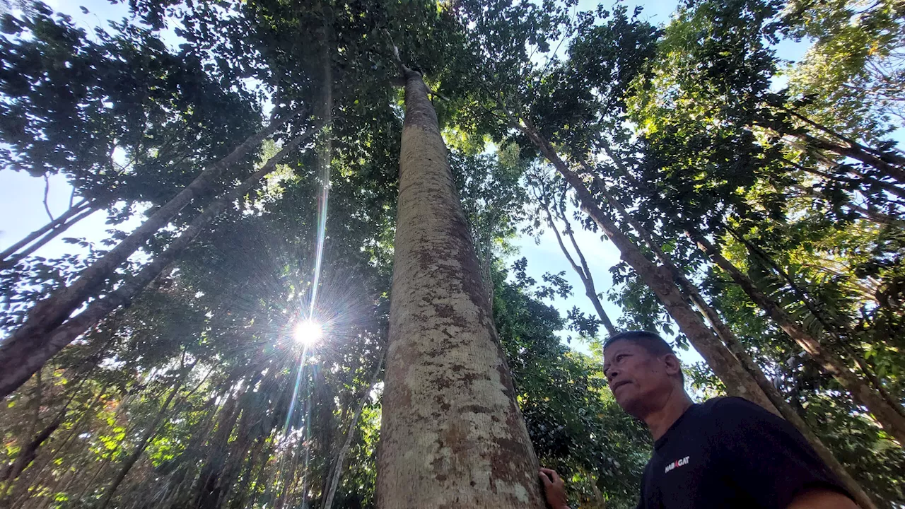 Beautiful and resilient: Liptong Woodland, the native forest planted by one man