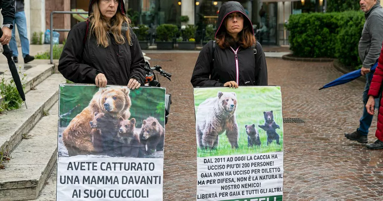 Jogger getötet: Bärin Gaia soll noch dieses Jahr nach Deutschland