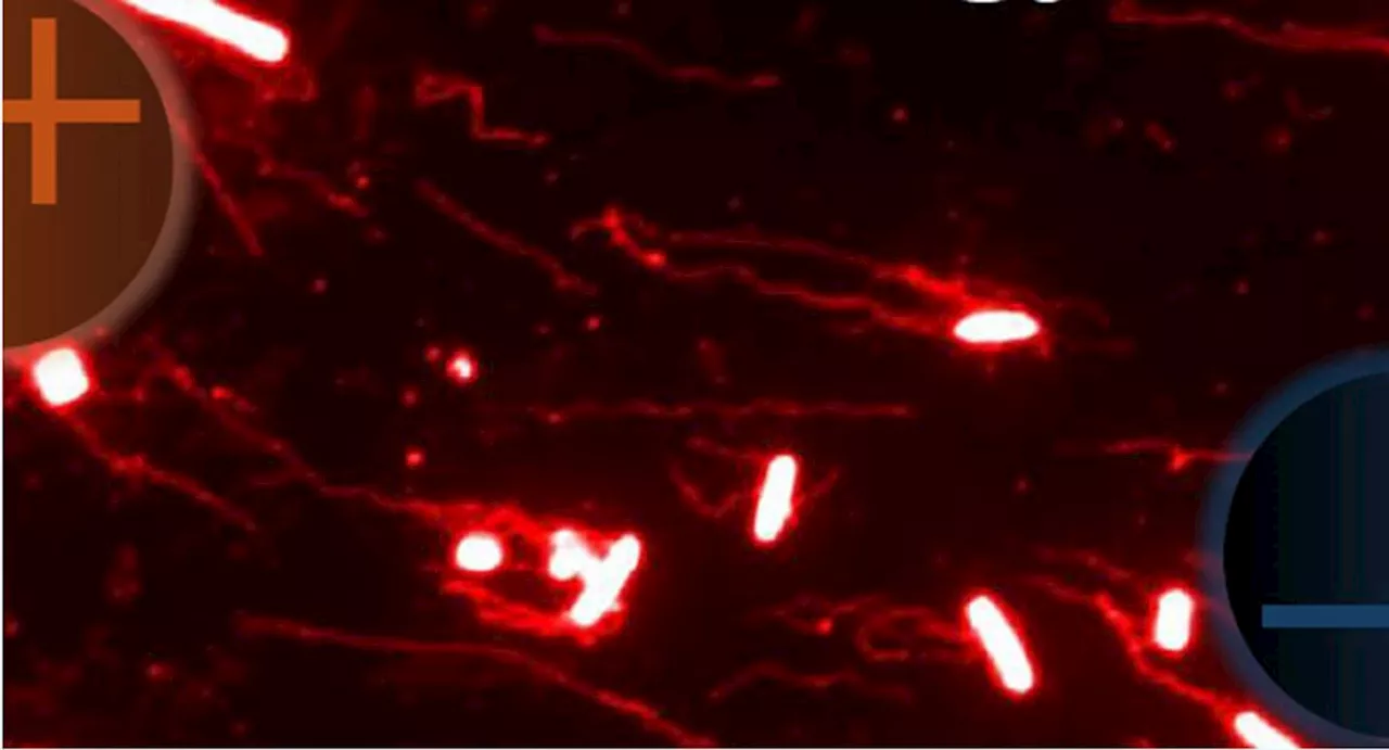 Shocking Discovery: How Bad Bacteria Use Electrical Signals To Invade the Gut