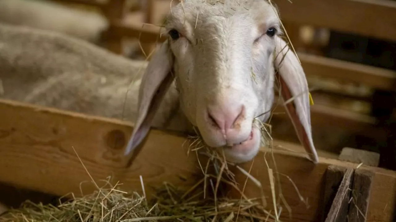 Tierseuche: Weitere Fälle von Blauzungenkrankheit in Bayern