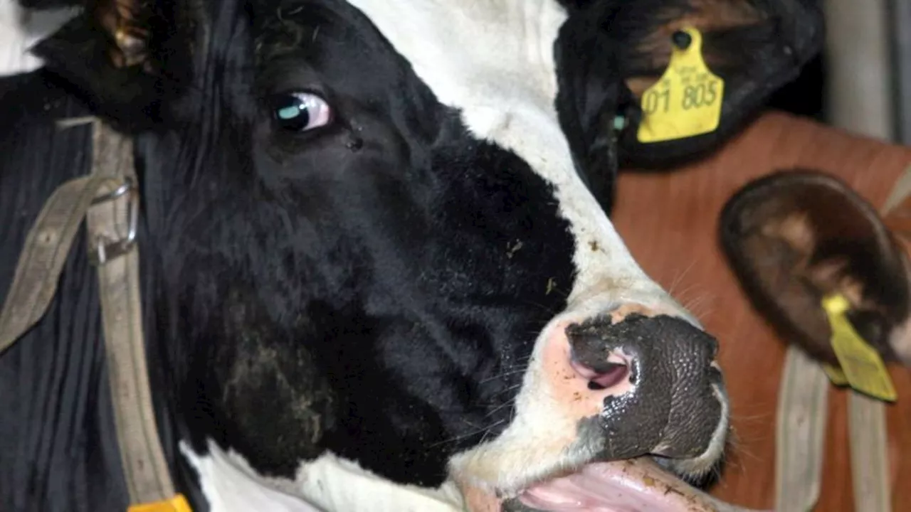 Tierseuchen: Blauzungenkrankheit: Mehr als 1.400 Fälle in Niedersachsen