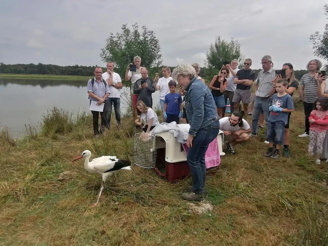 « Le cigogneau a été abandonné par des parents » : dans les Landes, des soignants au chevet de la faune sauvage