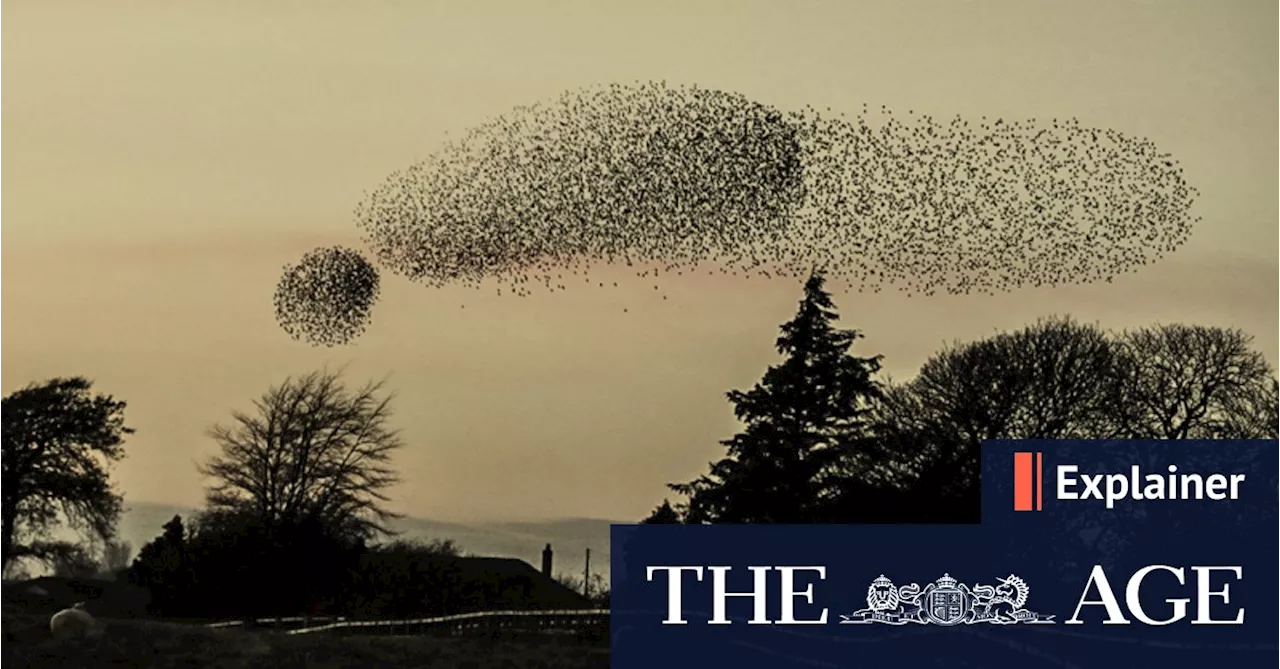 Wisdom of the swarm: the future of ‘super intelligence’