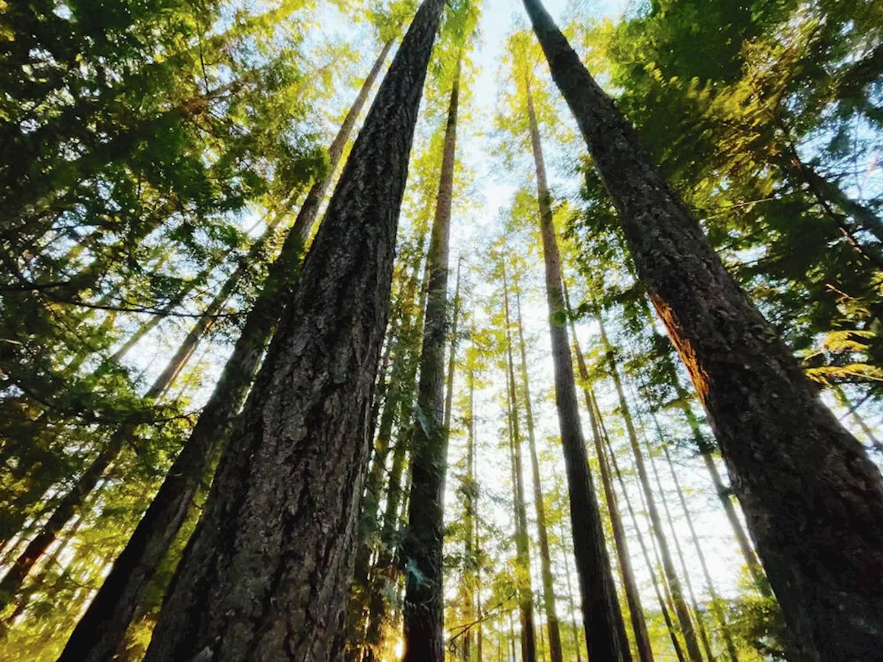 Comment: First Nations are key to the future of coastal forestry