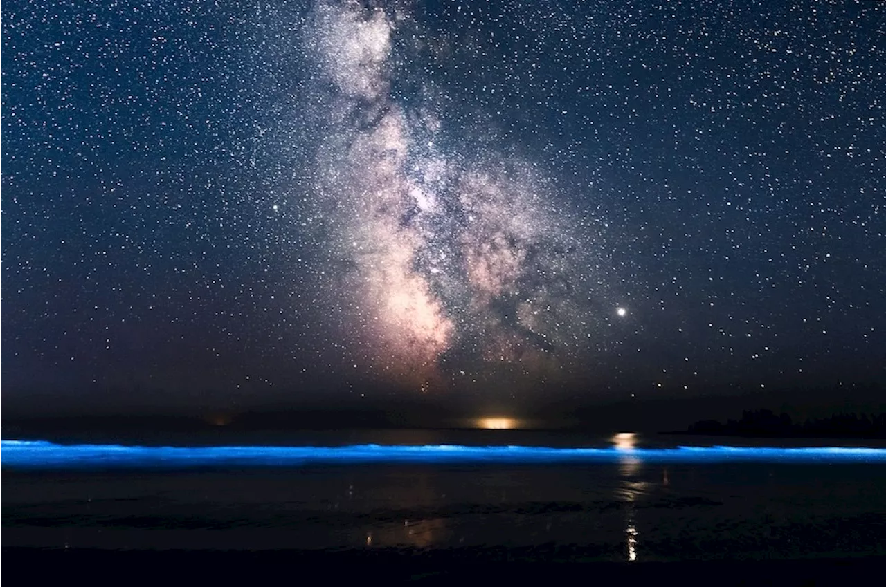 'Tons of tiny little lights' give waters off Vancouver Island a bioluminescent glow